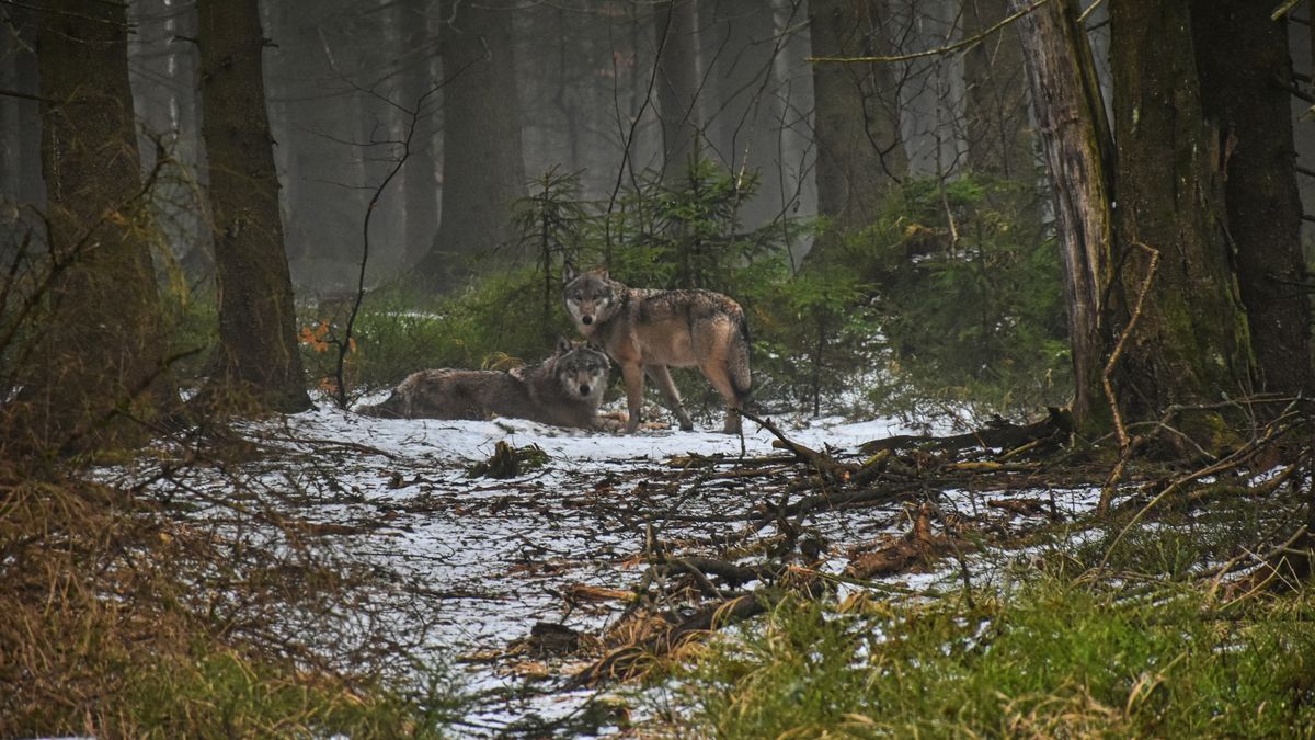Horal z Krkonoš pozoroval vlky na pár metrů